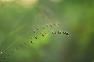 Melica nutans, known as mountain melick is a grass species in the family Poaceae. Melica nutans in bloom on orange bokeh sunset background. 