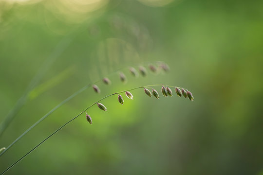 Melica nutans, known as mountain melick is a grass species in the family Poaceae. Melica nutans in bloom on orange bokeh sunset background. 