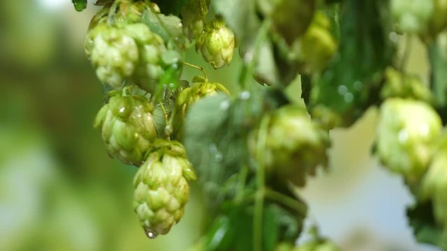 Twig of hops on the plantation on the rainy day in 4k slow motion 60fps