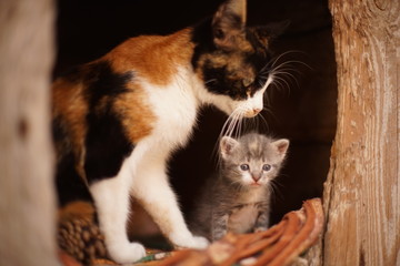 Animals family portrait, little kitten and his mother in their wooden house.