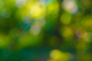 Blurred bokeh green. tree leaf forest sun light beam morning