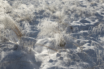 winter background- snow and frozen decorative grass