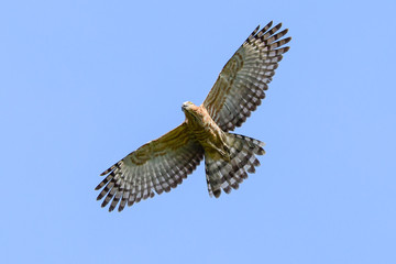 Jerdon's Baza (Aviceda jerdoni) Hawk migratory bird flying on the blue sky