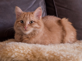 Obraz premium Katze mir rotem Fell, guckt direkt in die Kamera