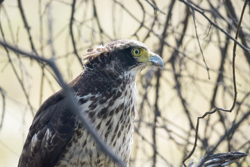 Closeup of Serpent Eagle