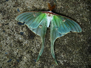 Beautiful Luna Moth - Powered by adobe