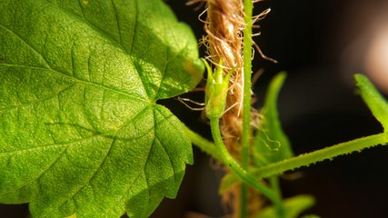 baby gourd flower  growing 