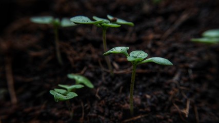 young plant in soil