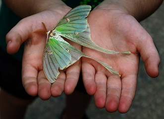 Beautiful Luna Moth