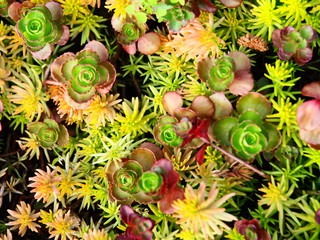 Cactus and succulent plant bed