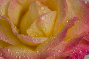 Fototapeta na wymiar 雨上がりのピンクのバラ