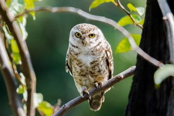 Spotted Owl perched and looking forward
