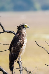 Serpent Eagle perched
