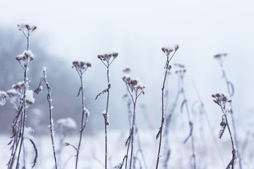 flowers on a background