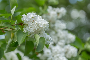 White lilac. Selective focus. Green branch with spring lilac flowers.  Blooming lilac flowers. Macro photo.
