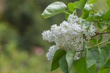 White lilac. Selective focus. Green branch with spring lilac flowers.  Blooming lilac flowers. Macro photo.