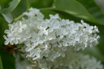 White lilac. Selective focus. Green branch with spring lilac flowers.  Blooming lilac flowers. Macro photo.