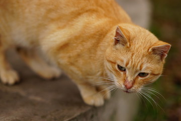 Naklejka na ściany i meble Portrait of a red cat on the street, attentive look.