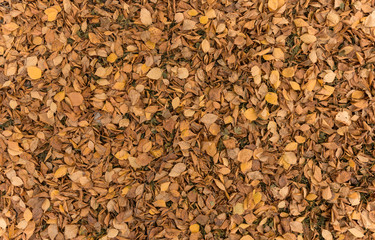 many orange leaves on the ground