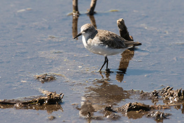 Bécasseau minute,.Calidris minuta, Little Stint