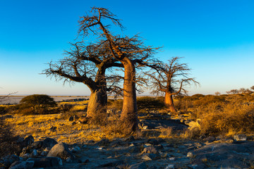 Three baobab trees in early morning light