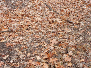 dried brown leaves and fallen branches of northern Canadian oak on autumn grass