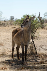 Cobe à croissant , Waterbuck,  Kobus ellipsiprymnus, Parc national du Pilanesberg, Afrique du Sud