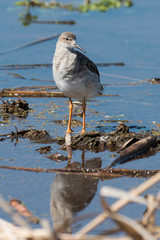 chevalier combattant, Combattant varié, Philomachus pugnax