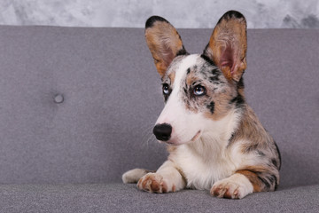 Obraz premium A blue merle corgi with big ears and funny fur stains sitting at home on gray textile sofa. Cardigan welsh corgi dog on a couch. Close up, copy space, background.