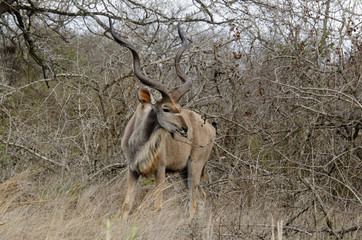 Fototapeta premium Grand koudou, mâle, Tragelaphus strepsiceros, Afrique du Sud