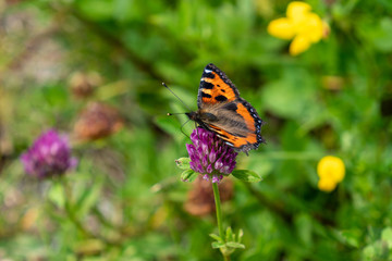 Close up of a Large Tortoiseshell Butterfly sitting on a pink clover flower