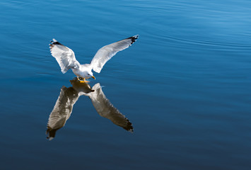 Seagull landing on water.