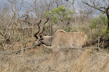 Grand koudou, mâle, Tragelaphus strepsiceros, Afrique du Sud