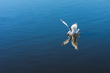 Seagull landing on water.