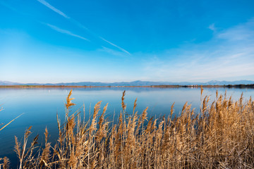 Scenic lake with dry reed.