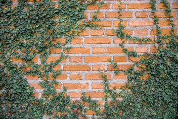 The brick wall is covered with ivy around. But there is space in the middle.