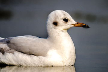 Migratory bird Seagull at Nalsarovar Bird Sanctuary