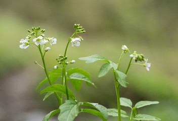 Cardamine amara, known as large bitter-cress, is a species of flowering plant in the family Brassicaceae. Cardamine amara or large bitter-cress in wild. 