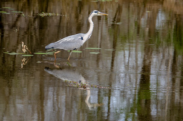 Héron cendré, Ardea cinerea, Grey Heron