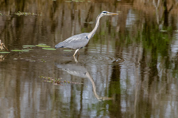 Héron cendré, Ardea cinerea, Grey Heron
