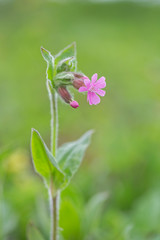 Red campion (Silene dioica). Red campion or Silene dioica on meadow. 