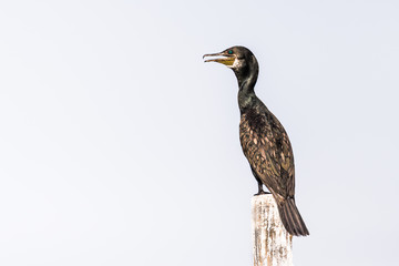 Cormorant perched
