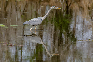 Héron cendré, Ardea cinerea, Grey Heron