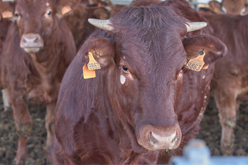 cow in fence in a farm © Antonio