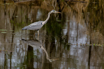 Héron cendré, Ardea cinerea, Grey Heron