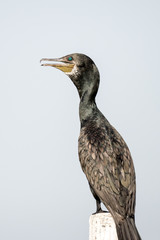Cormorant perched to dry its wings