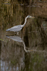 Héron cendré, Ardea cinerea, Grey Heron