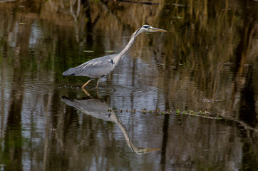 Héron cendré, Ardea cinerea, Grey Heron