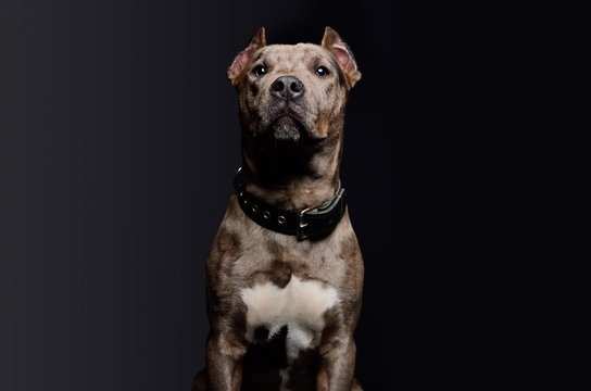 Portrait of a cute funny Pitbull puppy on a black background