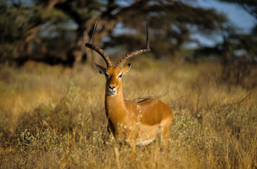 Impala, male, Aepyceros melampus
